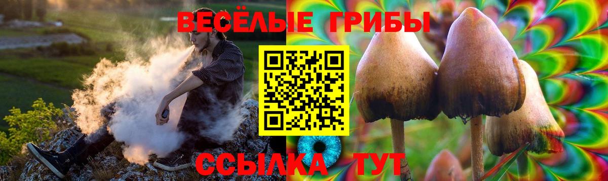 Галлюциногенные грибы Psilocybine cubensis Будённовск
